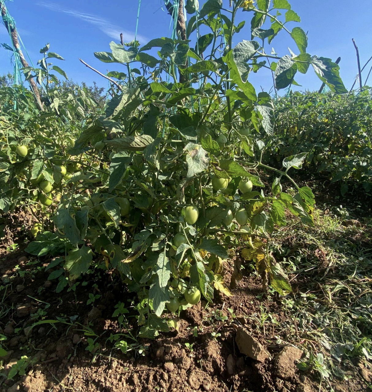 image de plantation verte